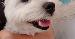 「【犬の皮膚科通院記録】ゆきちとアトピー性皮膚炎、腸内細菌のこと