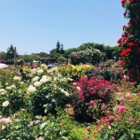 『【千葉県八千代市観光】京成バラ園　夢の国ディズニーの名前の付いたバラも？！』の画像