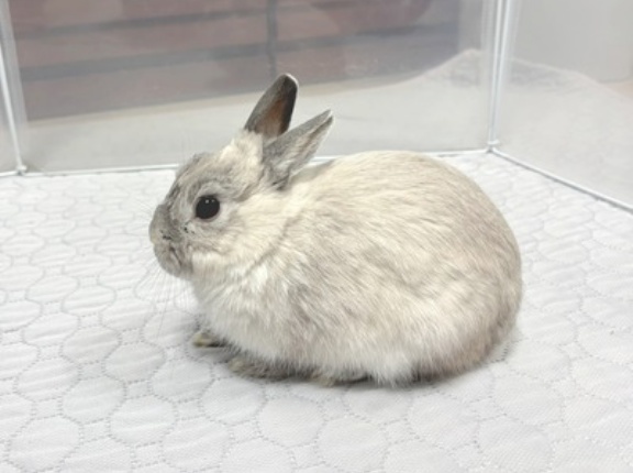 うさぎのルリ(1/12追記)