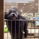 新入生の紹介🐶🐱🐾