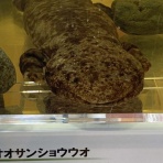 ビワコオオナマズ飼育日記
