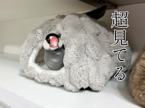 どっちもバレてる