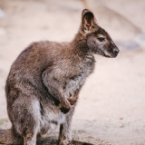 ãåç»ããªã¼ã¹ãã©ãªã¢ã®æ¥å¸¸ãã¬ããï½ï½ï½ï½ï½ï½ï½ï½ï½ï½ï½ï½ï½