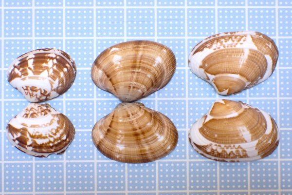 貝がら拾ったら調べよう♪ - 小さめの二枚貝