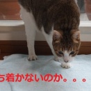 うろうろ