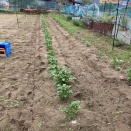 秋植えジャガイモ土寄せ　①