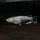 ブログを始めて１１年。もう書くことがあまりない。