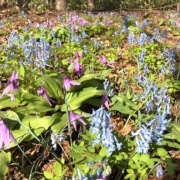 北海道の広大な公園のエゾエンゴサクの花畑