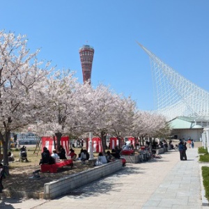 メリケンパークでお花見