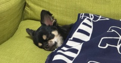 急に寒くなって困る〜【チワワのにこまる】