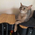 お手ていろいろ