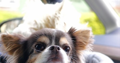 「高い犬」と言われたのだが。チワワの「イザベラ」に隠された真実と、私が思う命の価値