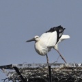 コウノトリ
