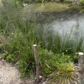 LAGO