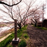 『2026.4『井原堤🌸』を歩いてみたよ⑤ / 岡山県井原市』の画像