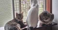 ねこたち