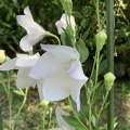 どうにかこうにか