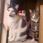 神戸・地域ねこ西神のゆるーいお話だよん