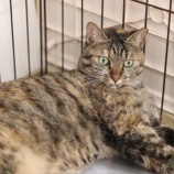 『【里親募集中】日本猫のスピカ』の画像