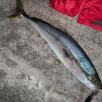 千倉港の海況日記　釣具屋あどう