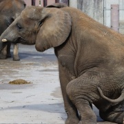 鼻はコミュニケーションツール♪