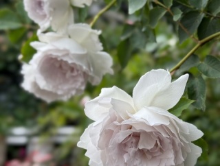 ＊気難しくて美しいガブリエルの剪定と土替えで注意したこと