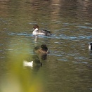 ミコアイサ♂♀、シメ、ジョウビタキ♂♀、上空のカモメ、ウグイス、シロハラ、ゴイサギなど