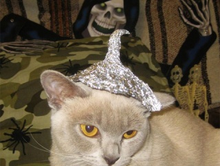 【嘘】物件の内覧の時「この梅の木には立派な実が生りますよ！シロップや梅干しを作る方にはお得な物件だと思いますよ＾＾」と言われてそこに決めた。さっそく収穫したらなんと・・・