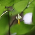 〇〇山麓で花活