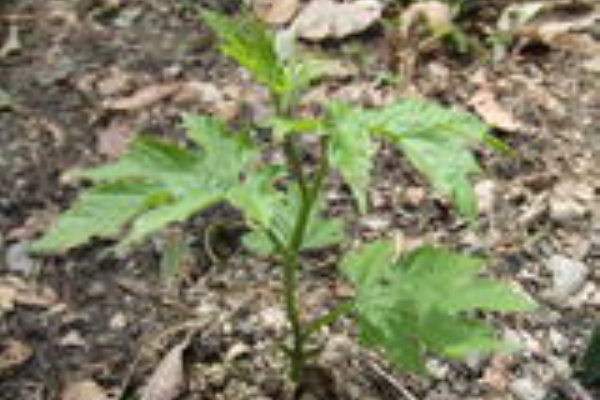 わたしは英語で生きていく プチ畑の野菜たち