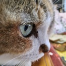 ✡️論語✡️ 生き方✡️