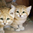 【超画像】スナネコちゃん、可愛すぎる