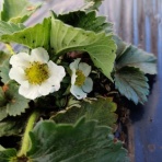 早期＆定年退職したオヤジの投資Blog