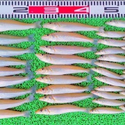2026年5月19日　釣果
