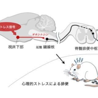 「うつ」の心に癒しを。