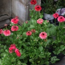 ラナンキュラスのイカロス&シクラメンでドラゴン