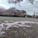 今朝の鴻巣公園