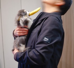 飼い主に近付けないチワワ(笑)