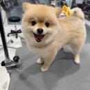 トリミングのわんちゃん☆
