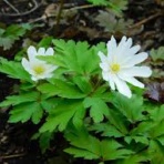 函館最後のカミサマ　浄心庵　