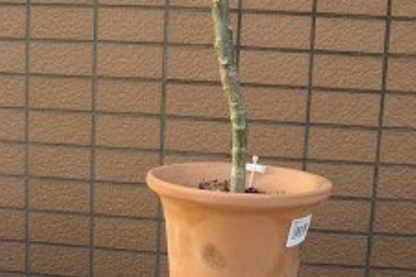 一期一会 見逃すな 冬越し