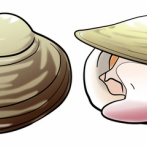 【画像】天然のホッキ貝、アレにしか見えないｗｗｗｗｗｗｗｗｗｗｗｗｗｗｗｗ