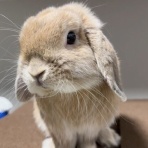 うのくらし