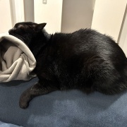 【猫写真】アゴ置きはあったほうがいい