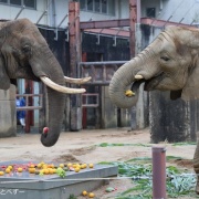 媛ちゃんの19歳のお誕生会♪ (2)