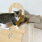 猫々