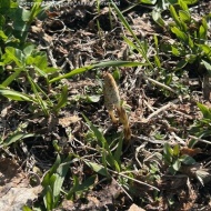【日々の暮らし】いつの間にか春の気配を追いかける散歩道♪