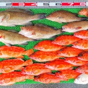 2026年7月18日　釣果