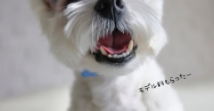 犬の白内障と紫外線対策｜数年探して辿り着いた、I.M. GALLERYの「ズレない」犬用サングラス