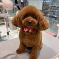 カットコース　トイプードル